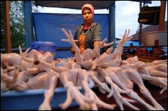 Grippe aviaire: 84e mort en Indonésie